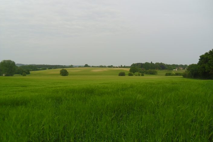 Beautiful green meadow