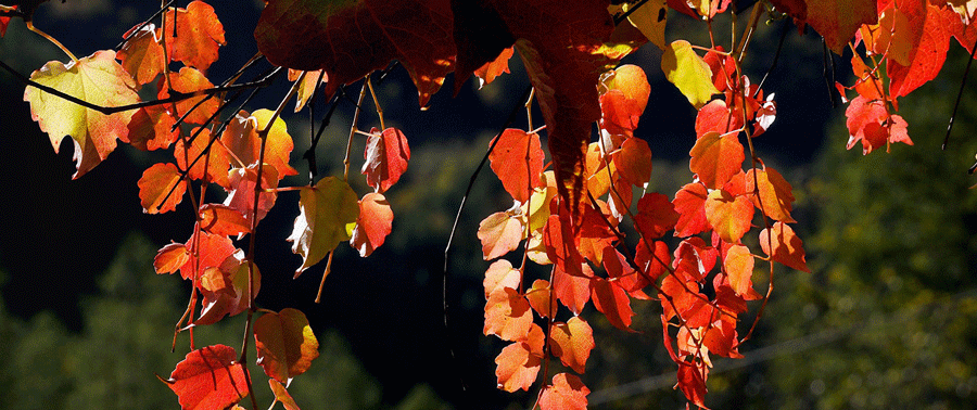 Close up of leaves turning autumn brown